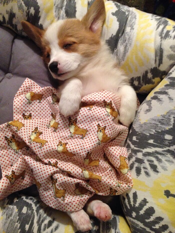 Our Corgi Sleeping With A Corgi Blanket