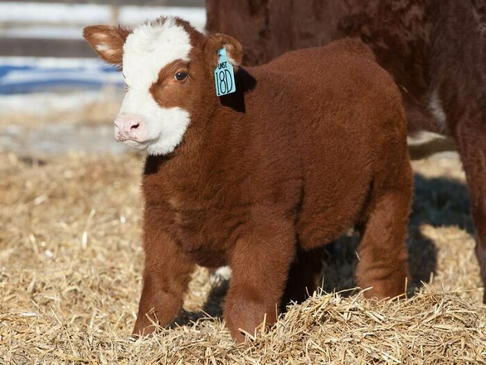 Adorable calf with white face and brown body standing on straw.