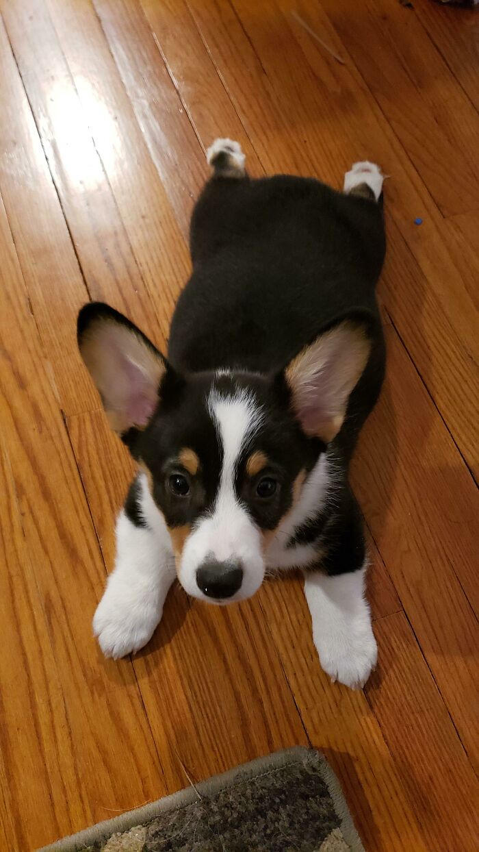Full On Corgi Sploot! Little Link With His Gigantic Ears