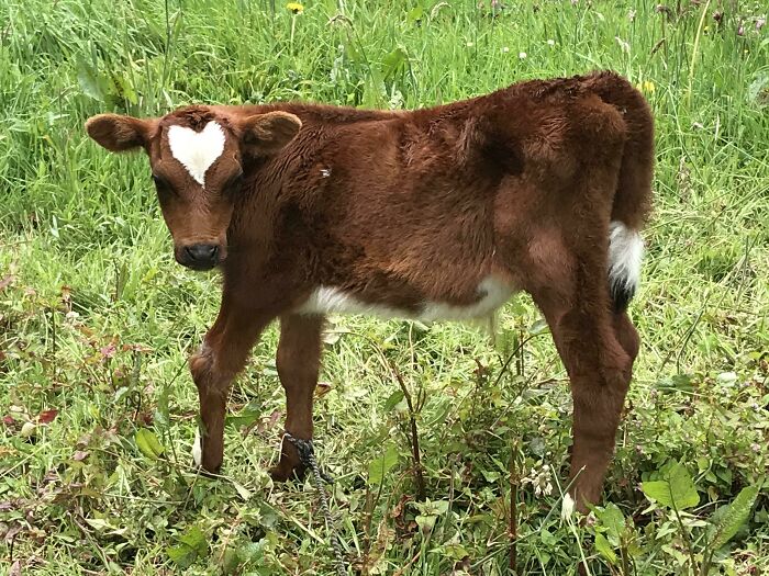Adorable cow calf with a heart-shaped mark on its forehead standing in a grassy field.
