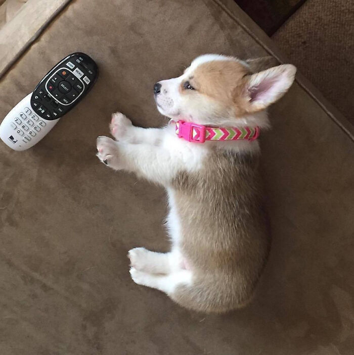 Tiny Corgi