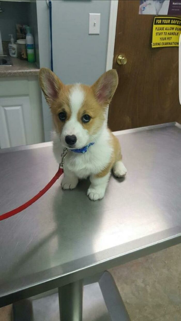 Corgi Does Not Like The Vet's Cold Table