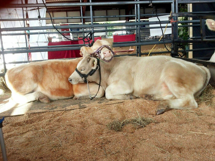 Two adorable cows lying down in a barn, showcasing their calming presence and charm.