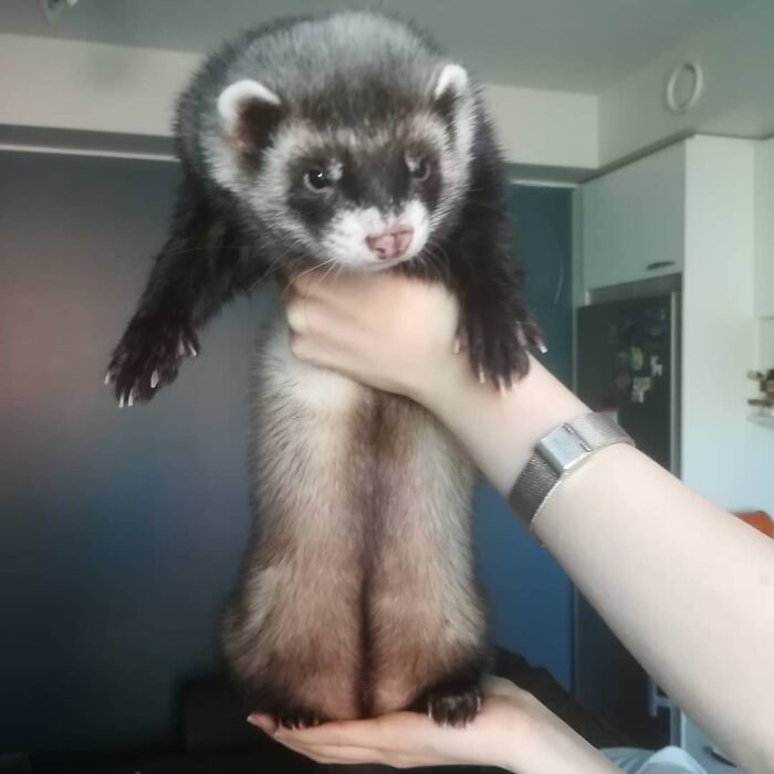 This Is My Baby Bear Theo, Soon To Be 1 Year Old