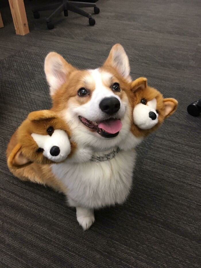 Corgi + Cerberus = Corberius