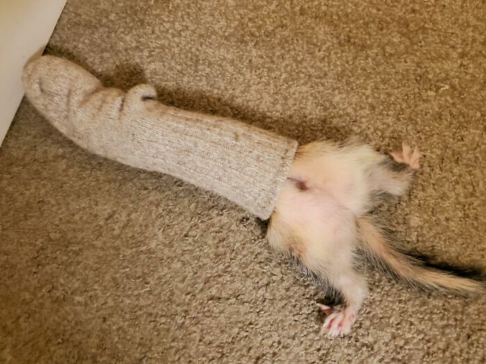 When Your Carpet Shark Gets Stuck In A Sock, You Hope He Understands The Need To Take His Pic Before You Help Him Out