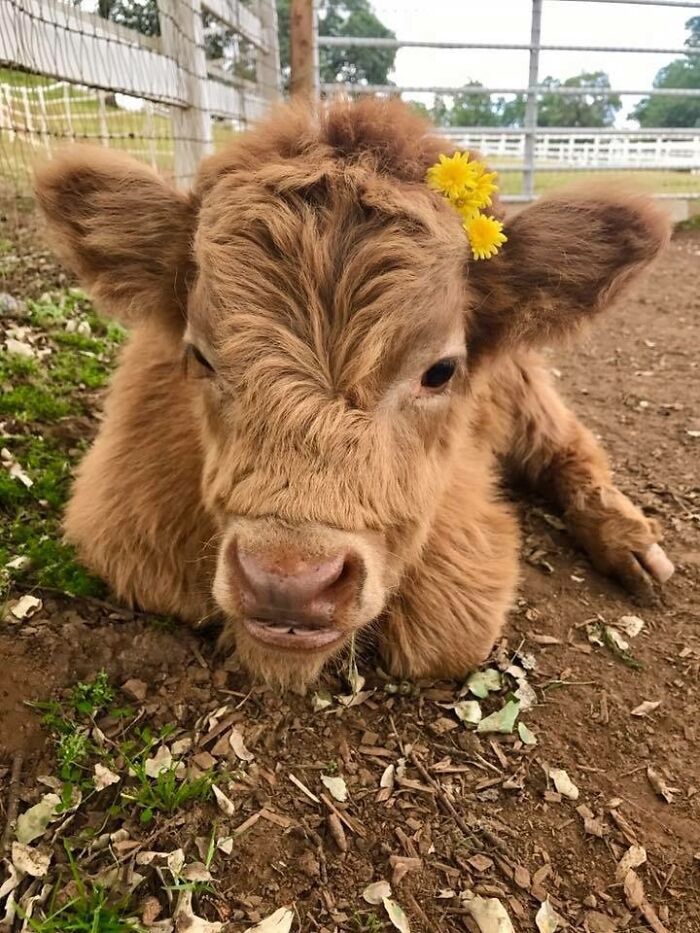 Buckley The Highland Cow