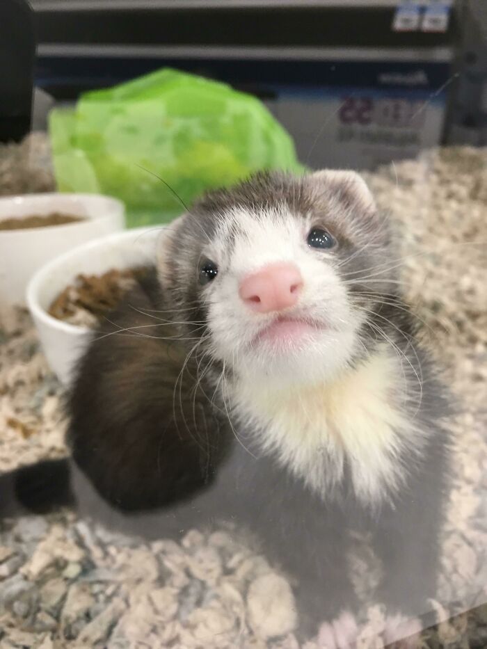 My Little Baby Oreo The Day I Brought Her Home