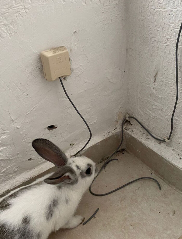 Internet está temporalmente fuera de servicio