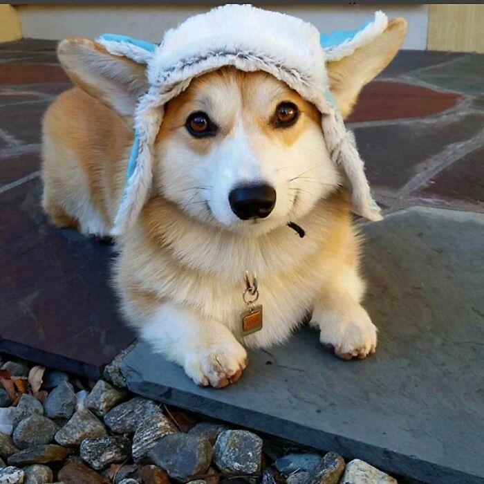 A Little Hat Corgi