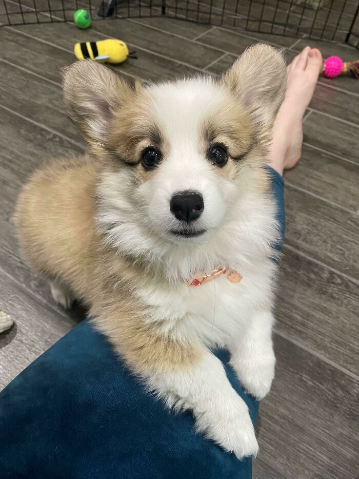 Clover The Fluffy Corgi
