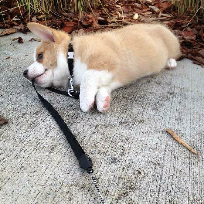 Corgi Pup Tuckered Out