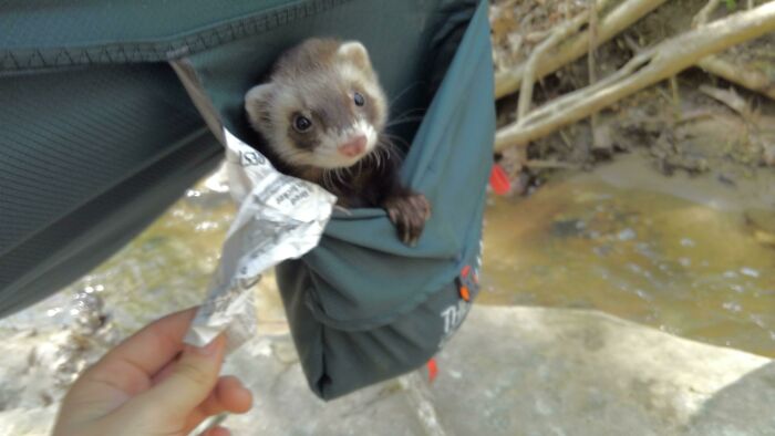 My Hammock Came With A Ferret Pocket! His Favorite Spot When We Camp