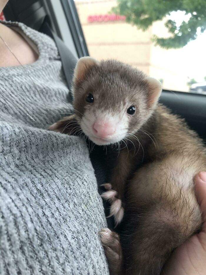 Our New Little Boy, Ollivander