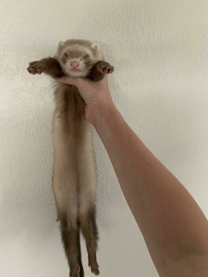 My New Ferret