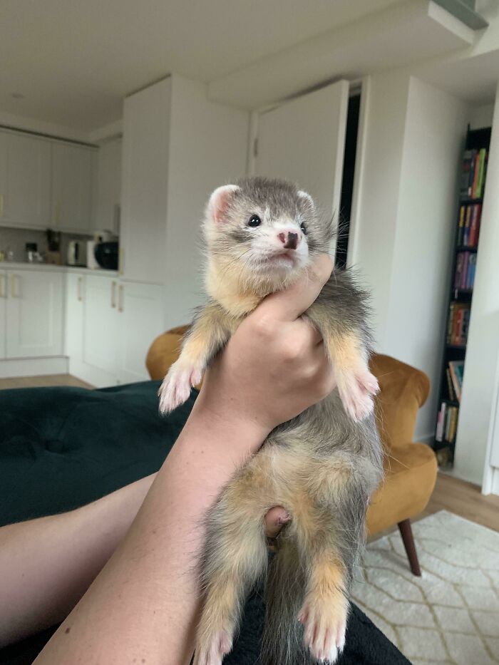 Our New (Baby?) Boy Is Already A Hefty One