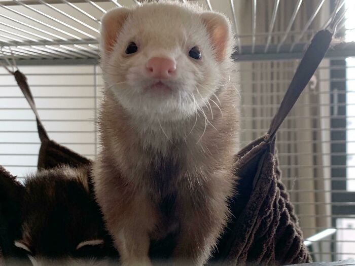 Tis Noon On A Workday Hooman, Why You Still At Home?