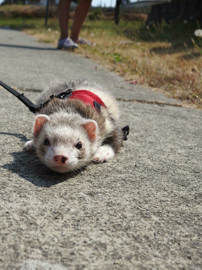 My Buddy Gets Tired On His Walks