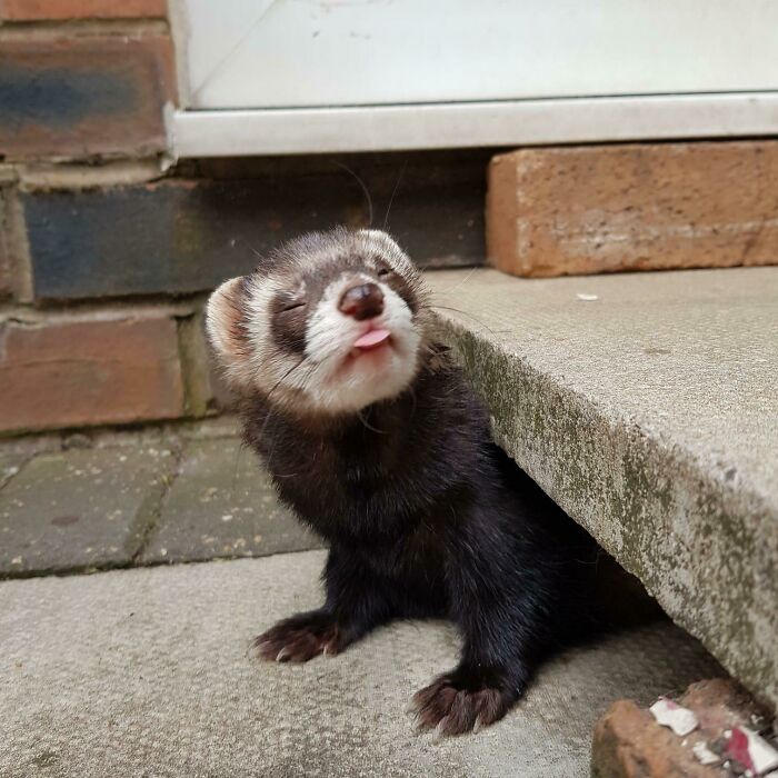 Beyond A Blep, He’s Just Plain Blowing A Raspberry