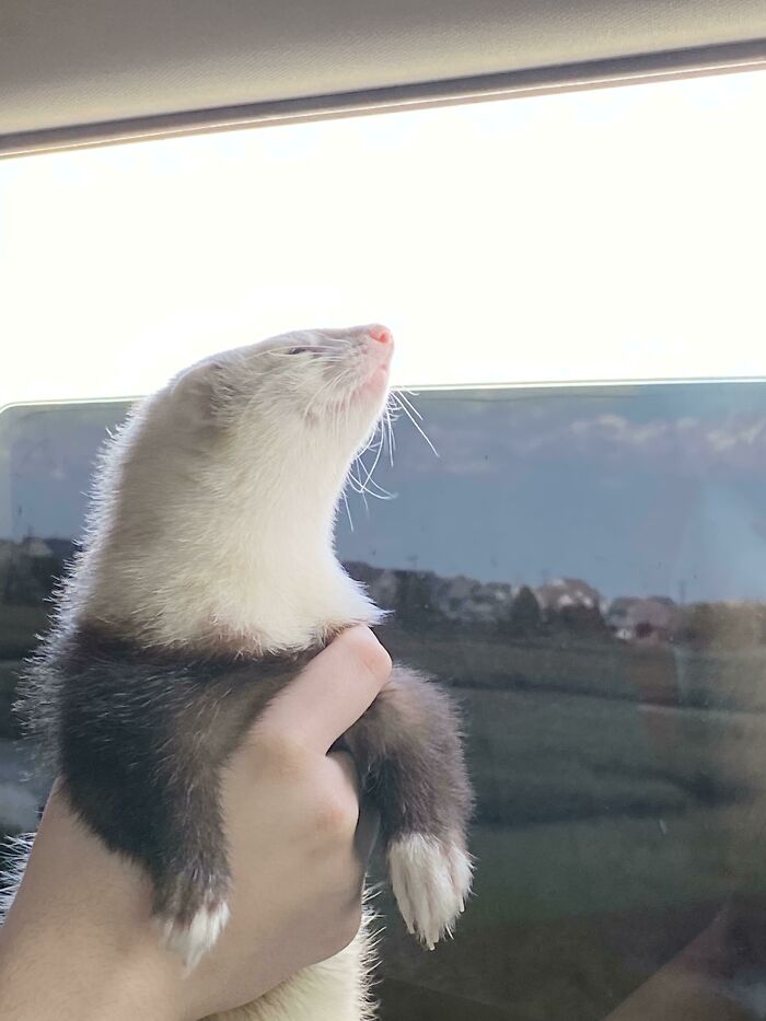 He Loves The Wind On His Face