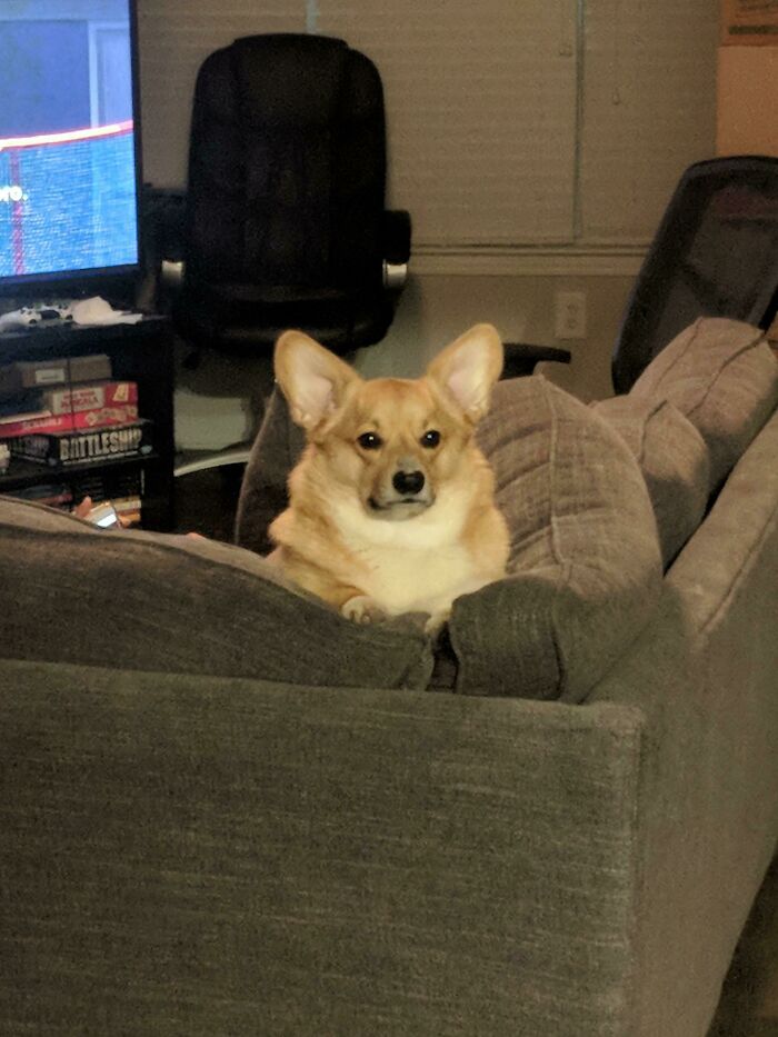 Mighty Defender Of The Couch
