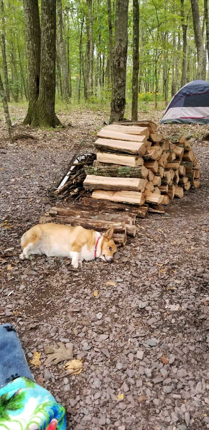 That’s A Weird Looking Log