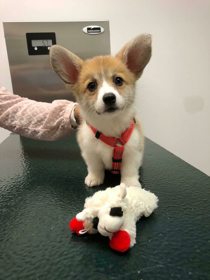 My Mom Works At An Animal Hospital; This Was One Of Her Clients Today