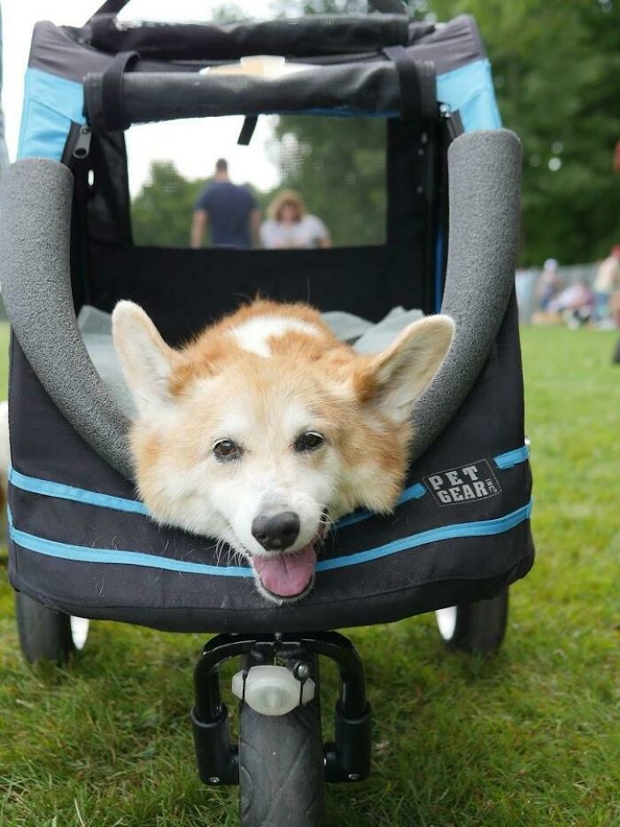 She's 16 Years Old And Her Legs Don't Work So Well Anymore, But She Still Loves Meeting New People