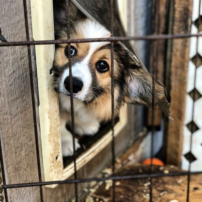 We Got This Little Girl Yesterday. She Is Just The Sweetest