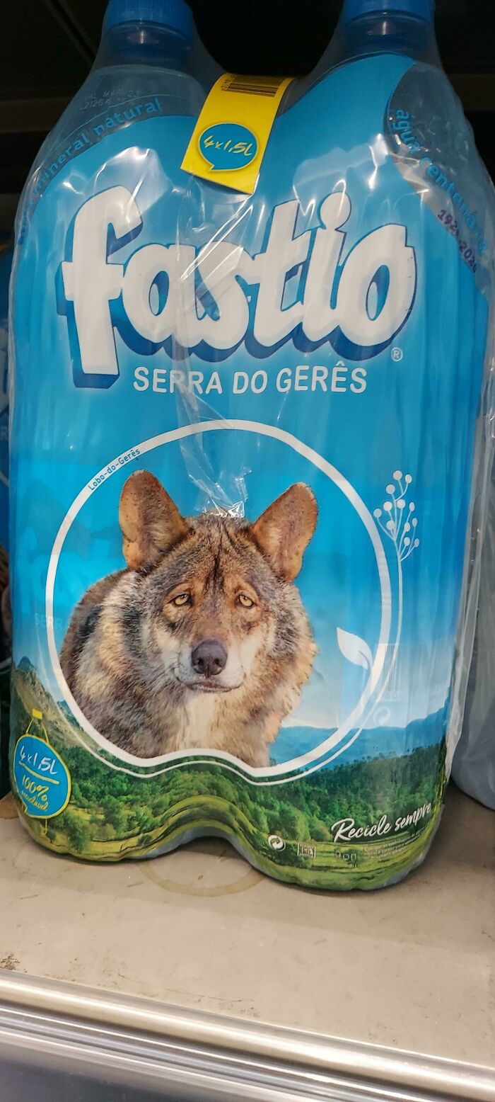 The Printed Wolf Looks Sad