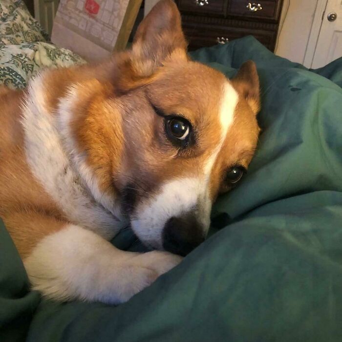 Poor Corgo... No One Loves Him
