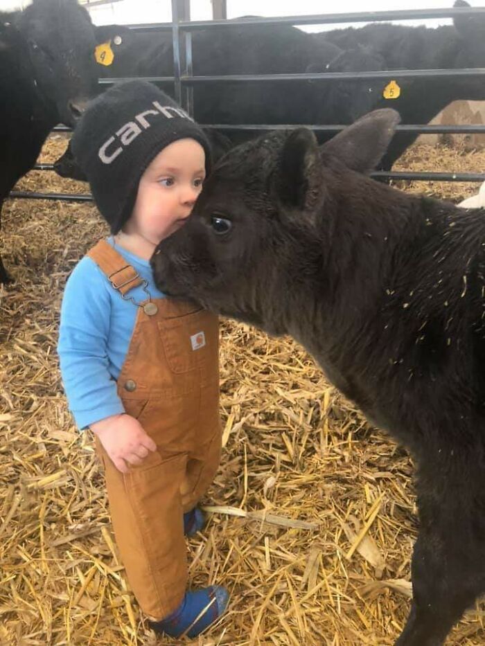 A calf lovingly nuzzles a child in overalls, creating an adorable moment in an animal pen.
