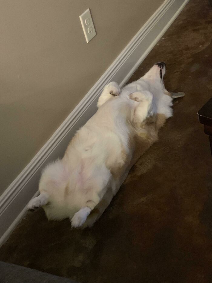 Life Is Hard For A Sausage