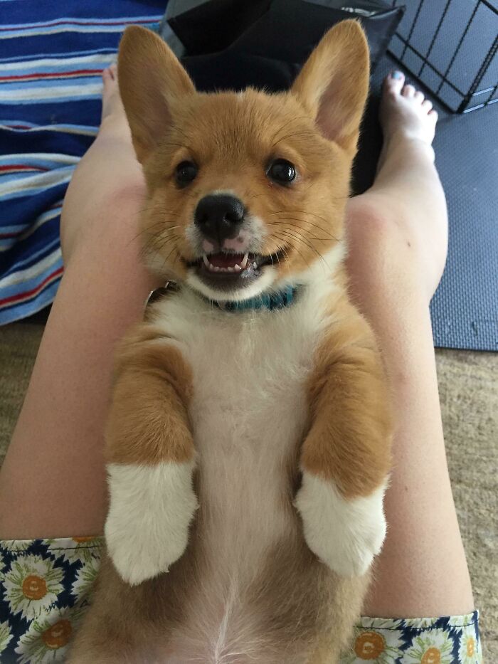 Toffee’s Sharp Lil Teeth