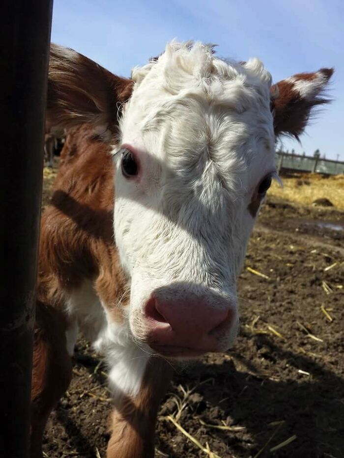 Calf, Just A Few Days Old, Seeing What I Was Up To