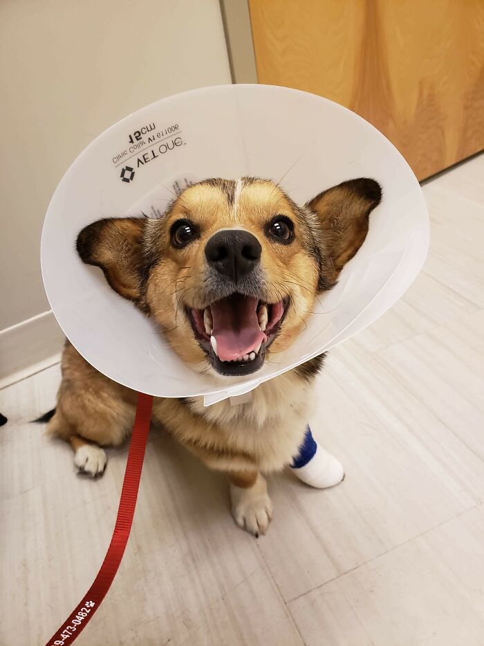 Poor Waffles Hurt His Little Paw