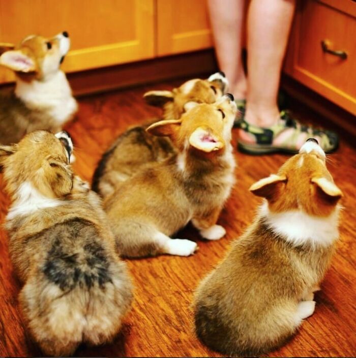 We Just Gotta Have Our Treats!