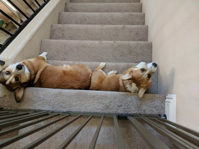 Gotta Pay The Cuddle Toll To Go Downstairs!