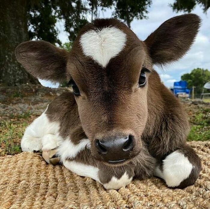 Moo