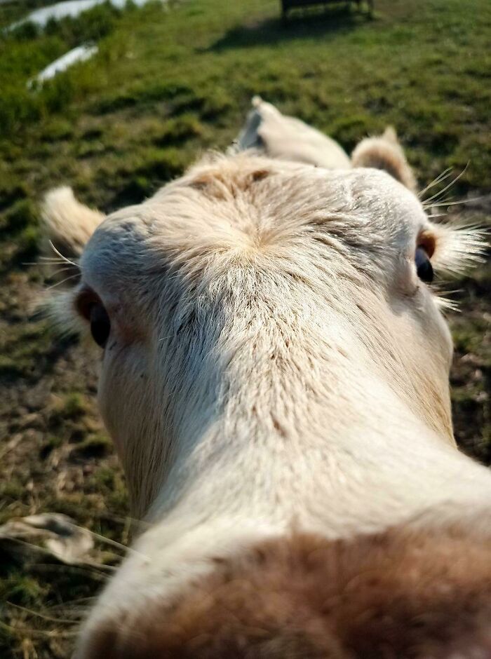 Donut, Our Calf Doesn't Understand Personal Space Very Well