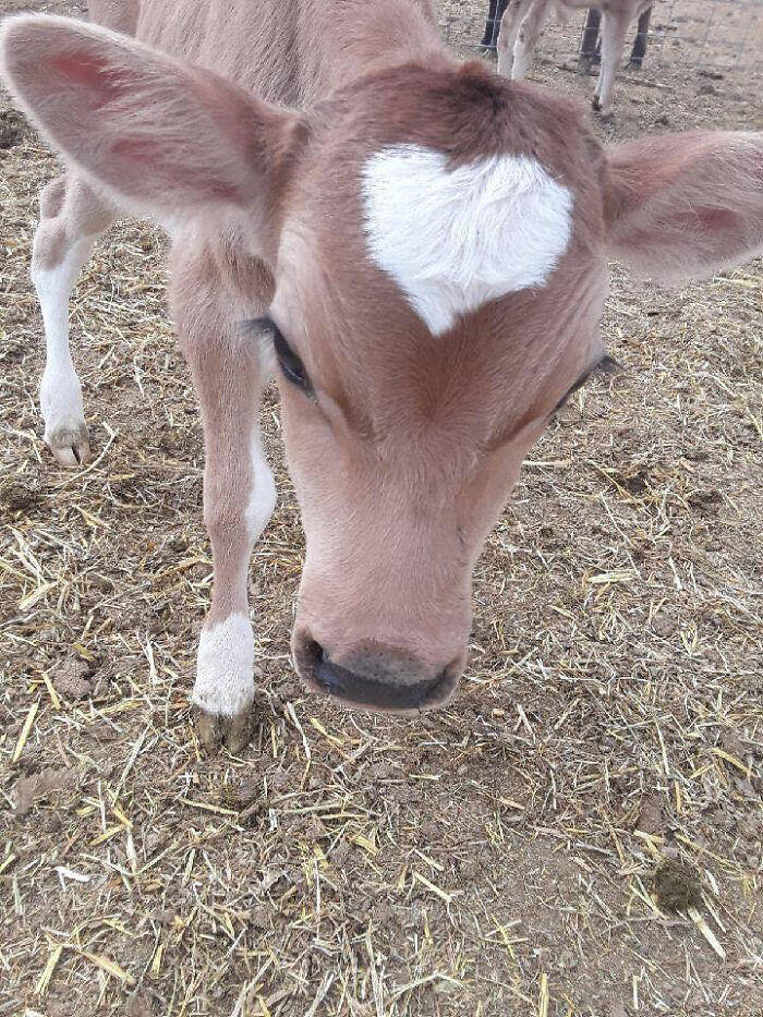 Adorable calf with a heart-shaped mark on its forehead standing in a barnyard.