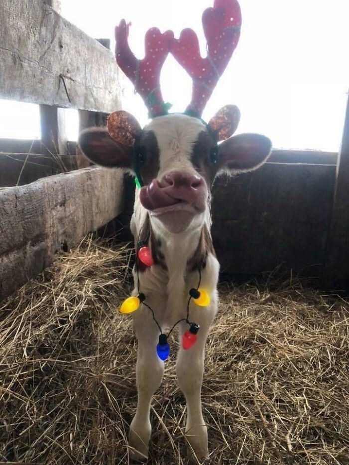Adorable cow wearing festive antlers and colorful lights, posing inside a barn.