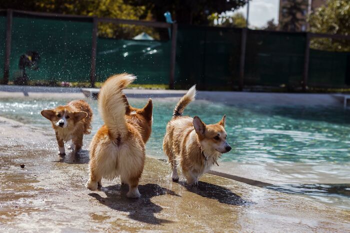Corgi Pool Party!