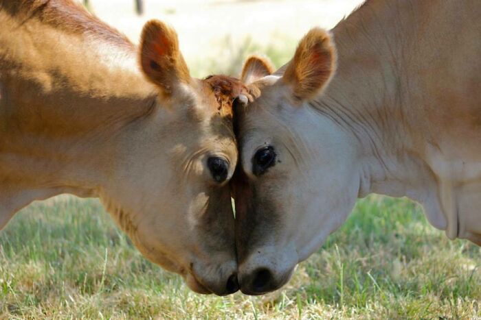 Cows Have Best Friends And Feel Stressed When They Are Away From Them