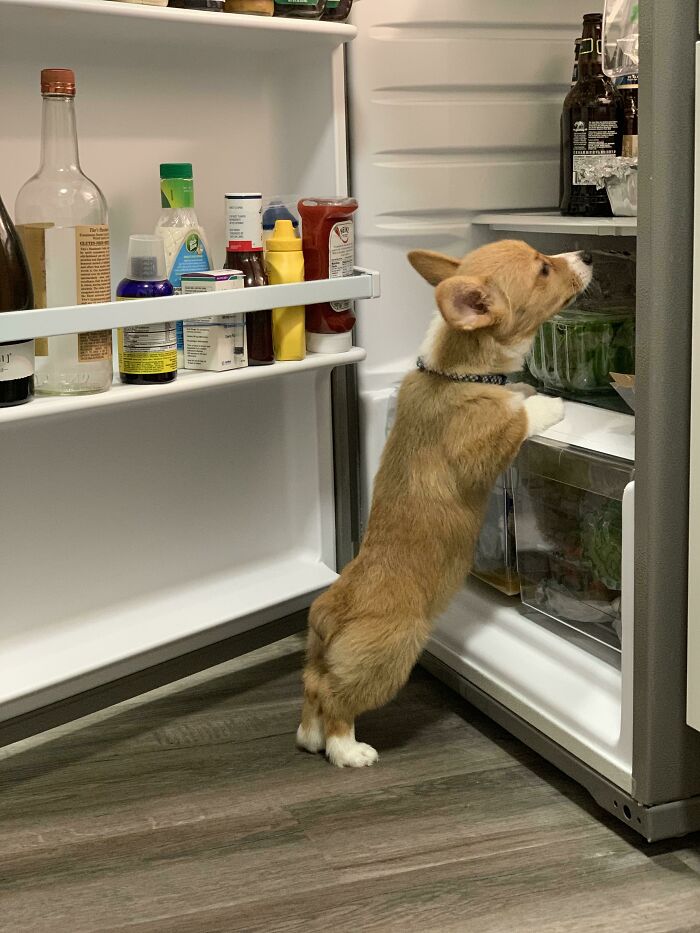 Time For A Midnight Snack