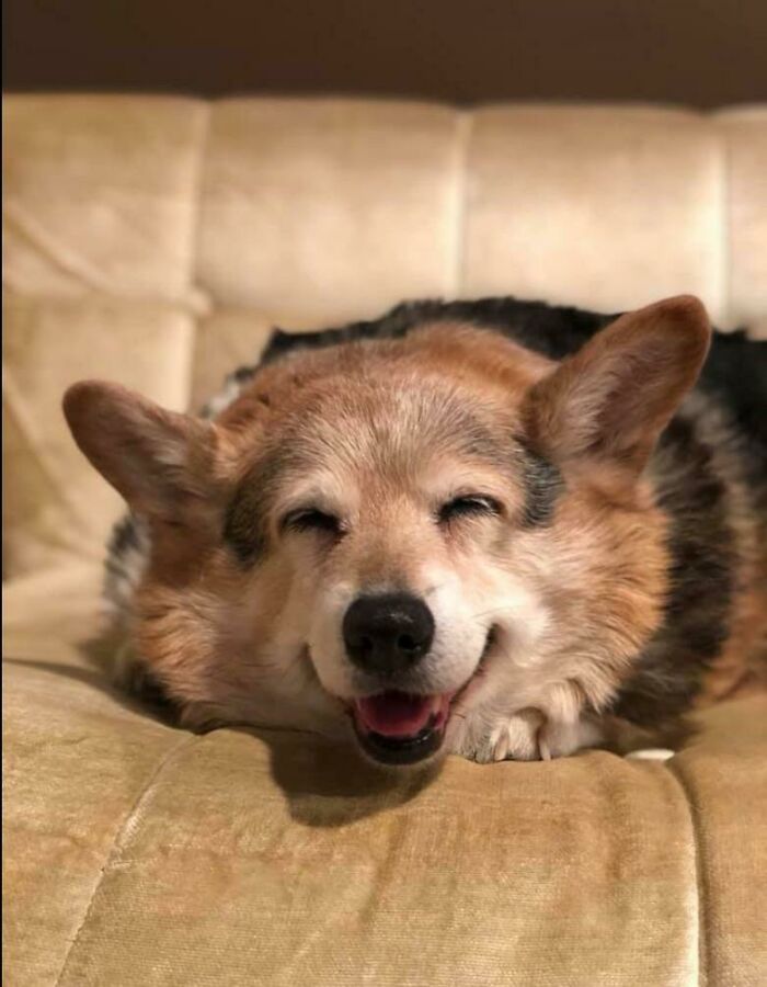 Aquí tenéis una sonrisa de Sadie, la corgi de 15 años