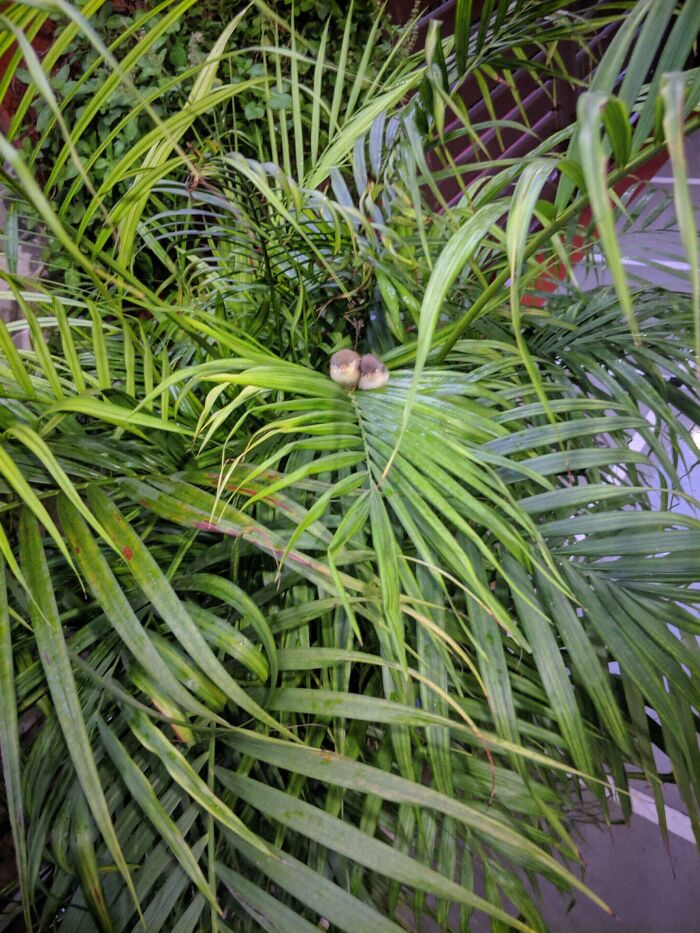 Pajaritos acurrucados