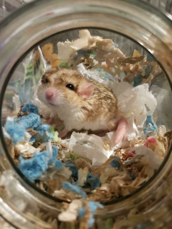 This Is Penelope And Her Hobbies Include: Sleeping, Napping, And Resting