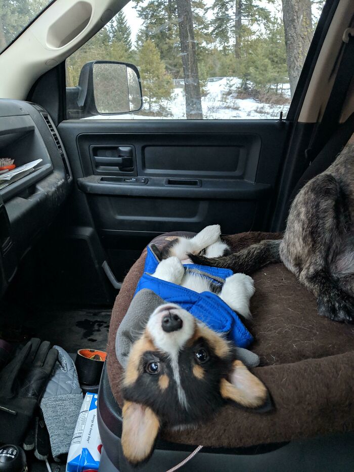 Kalua Loves Relaxing In The Truck