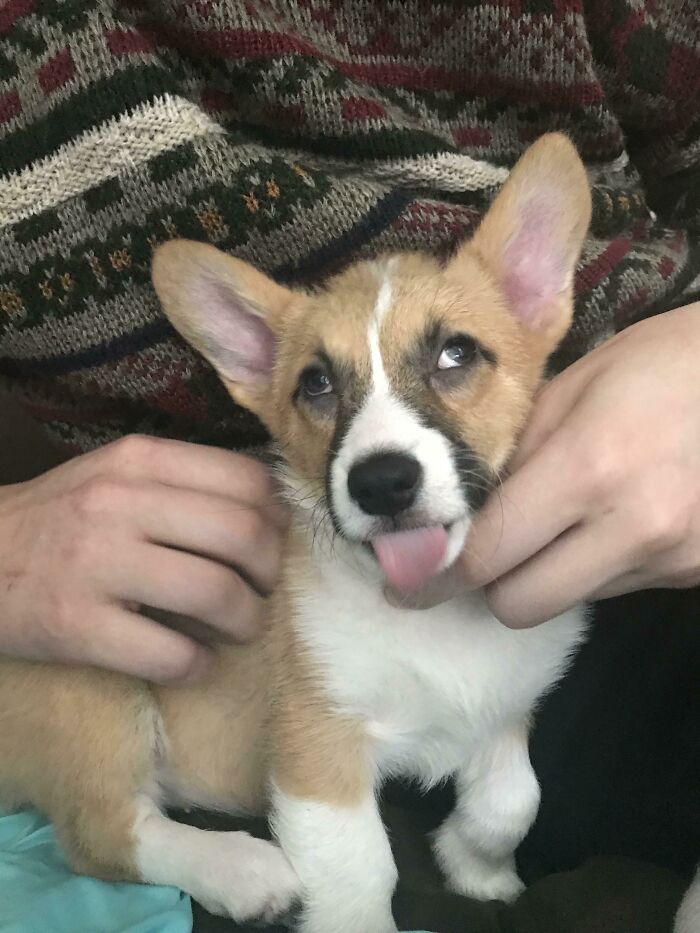 My Dog Is Like So Photogenic